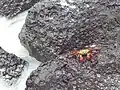 Grapsus grapsus, en la Bahía Tortuga,rocas volcánicas, Santa Cruz, Galápagos
