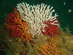 Gorgonia multicolor Melithaea rubra