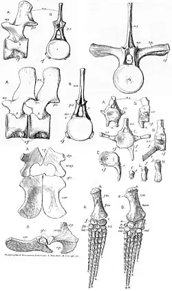 Huesos de M. beloclis