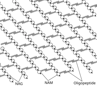Estructura del peptidoglucano. NAG = N-acetilglucosamina (también llamada GlcNAc o NAGA), NAM = Ácido N-Acetilmuramico (también llamado MurNAc o NAMA).