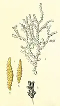 Muricea horrida