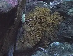 [Islas del Canal de California-islas del Canal]], California, EE.UU.