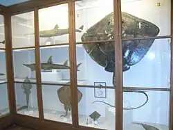 Galería de los peces