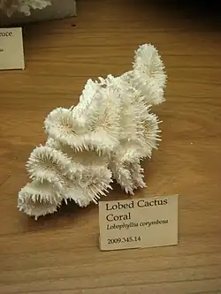 Esqueleto de Lobophyllia
