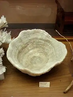 Reverso del esqueleto de H. pileus