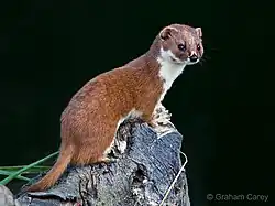 Foto de un Mustela Nivalis