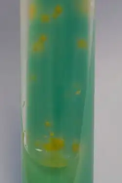 Mycobacterium kansasii creciendo en el medio agar-Lowenstein-Jensen