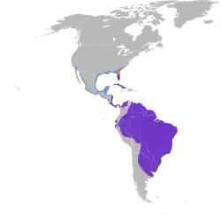 Distribución geográfica del tántalo americano (Nota: al mapa le falta la distribución en La Española y Jamaica). Cría Todo el año No reproductivo
