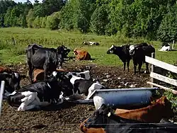 Bañera reciclada como pesebre en una vaquería sueca.