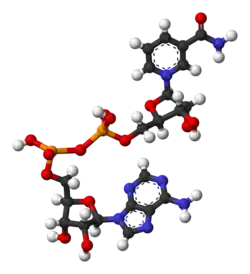 NAD+ , según el modelo de bolas y varillas.