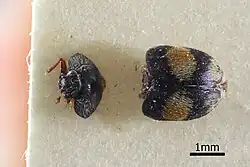 Thaumaglossa peacockae