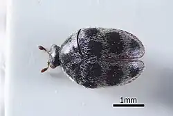 Thaumaglossa paratonkinea