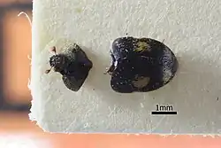 Thaumaglossa bellissima