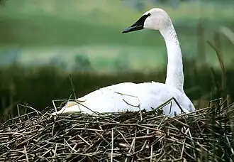 Cygnus buccinator, cisne trompetero