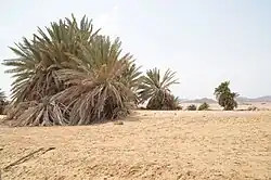 Área protegida de Nabq