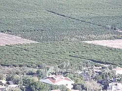 Naranjos en la partida de Santo Domingo, extremo sudeste del término