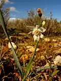 Narcissus tortifolius en Peñas Blancas