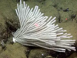 Narella sp.. a 3.079 m en la montaña marina de Davidson