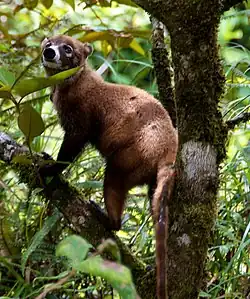 Coatí