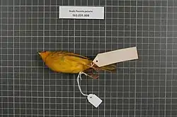 Ejemplar pelzelni de museo.