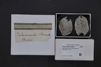 Concha de Pleurobranchus membranaceus