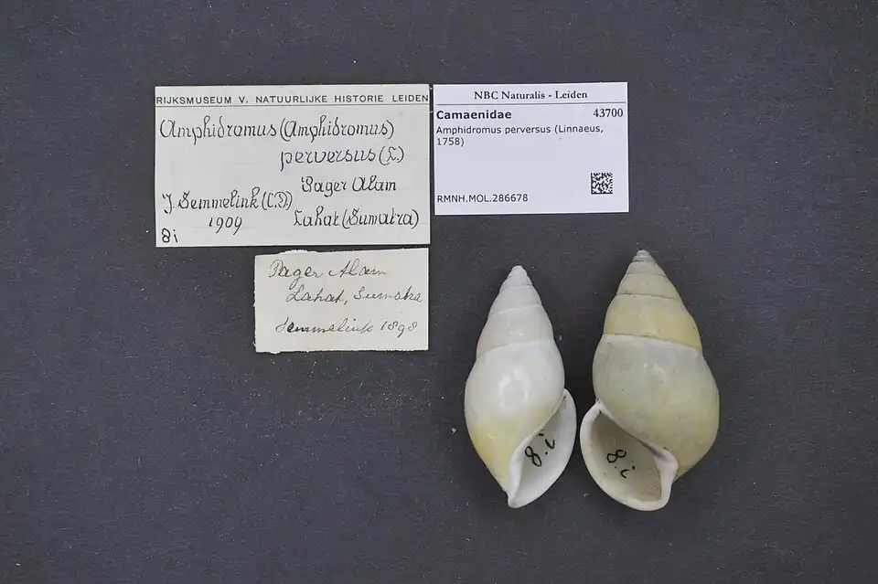 Amphidromus perversus, una de las pocas caracolas que muestra una mezcla equilibrada de conchas dextrales y sinistrales