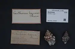 Especimen de Cantharus en el Centro de Biodiversidad Naturalis