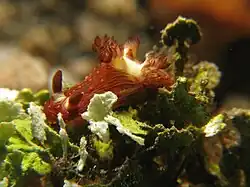 Nembrotha livingstonei