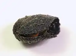 Neochlamisus, estuche larval