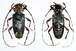 Neoeutrypanius nobilis