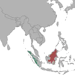 Distribución de la pantera nebulosa de Borneo (N. d. borneensis) en rojo y pantera nebulosa de Sumatra (N. d. diardi) en verde.