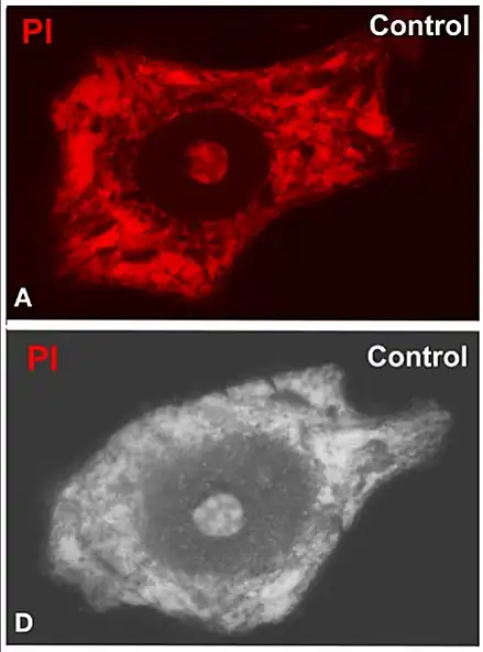 Nucléolo prominente (centro en rojo brillante) de motoneurona. Microscopía confocal. Inmunofluorescencia.