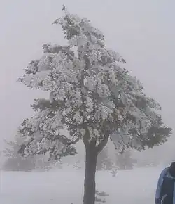 cencellada dura en un pino silvestre
