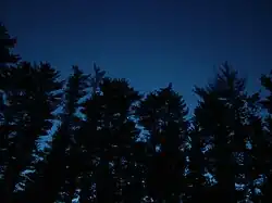 Imagen de muchos árboles en el anochecer