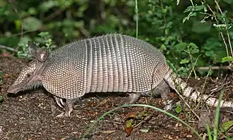 Armadillo (orden Cingulata)