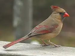 Hembra de Cardinalis cardinalis