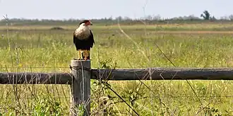 Carancho (Caracara plancus) Refugio Nacional de Vida Silvestre Attwater Prairie Chicken, condado del Colorado, Texas, EE. UU. (24 de mayo de 2014).