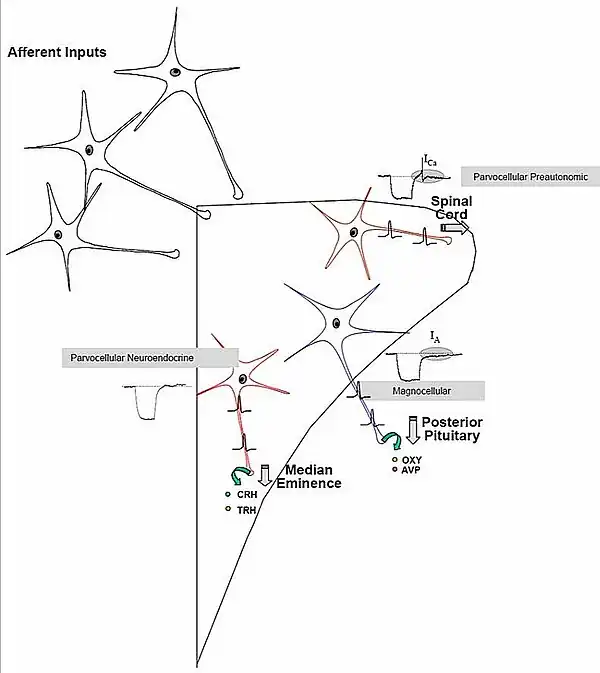 Núcleo paraventricular: Eferencias neuronas magnocelulares en azul y parvocelulares en rojo. Corte transversal.
