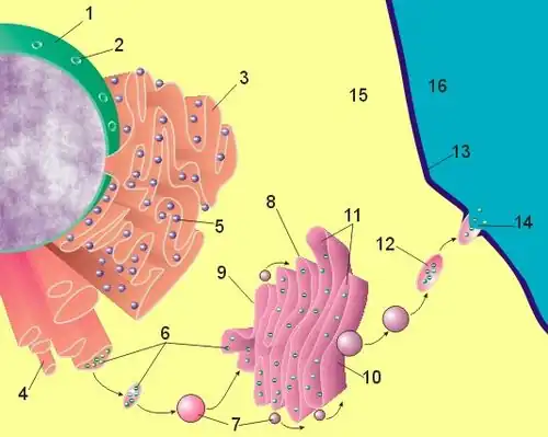 Aparato de Golgi, (en rosa). 3 Retículo endoplasmático rugoso (RER). 4 Retículo endoplasmático liso (REL). 7 Vesícula transportadora. 8 Aparato de Golgi (AG). 9 Cara-Cis del AG. 10 Cara-Trans del AG. 11 Cisterna de AG. 12 Vesícula secretora.