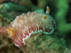 Goniobranchus tinctorius
