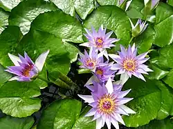 Nymphaea colorata una de las especies cultivadas en el jardín botánico.