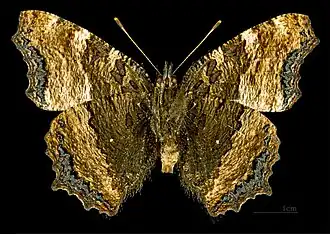 ♂ △ (vista ventral)