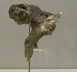 Réplica de la cadera OH 28, una de las caderas mejor preservadas de H. erectus o ergaster.