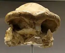 Fragmento de cráneo de Homo ergaster u Homo erectus.