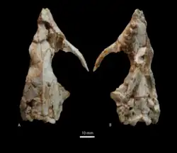 Fotografía del cráneo preservado, consistente de un cráneo casi completo que le falta parte del lado izquierdo