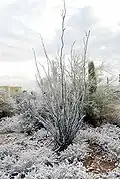 Ocotillo en Tucson, Arizona, Estados Unidos