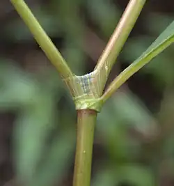 Ócrea de Persicaria maculosa