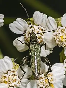 Macho de Oedemera flavipes, siempre de un verde mucho más bronceado que Oedemera nobilis, y con la que se puede confundir