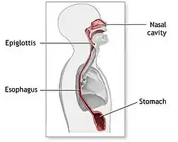 Posición del diafragma en relación con el estómago.