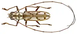Olenecamptus quadriplagiatus